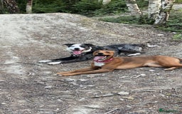 Mixed Breed dogs for sale: 7 Lurcher x collie  - Image 13