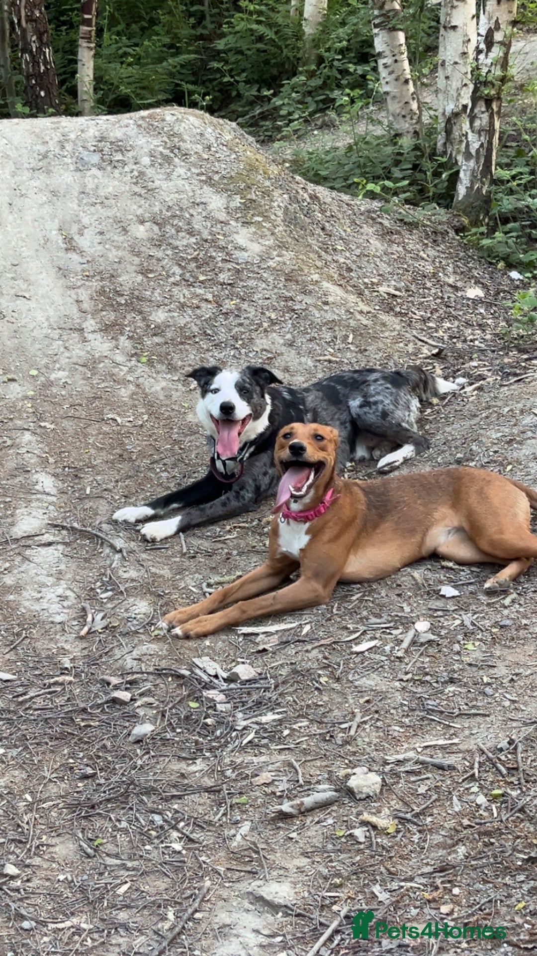 Mixed Breed dogs for sale: 7 Lurcher x collie  - Image 13