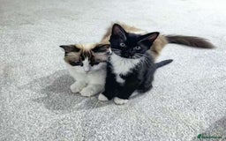 Mixed Breed cats for sale: Two Cow Cat for SALE - Image 6