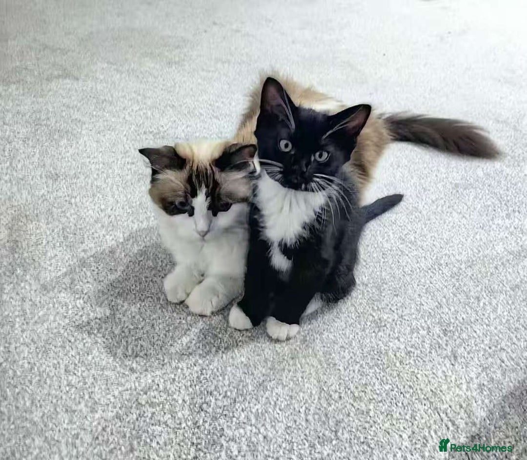 Mixed Breed cats for sale: Two Cow Cat for SALE - Image 6