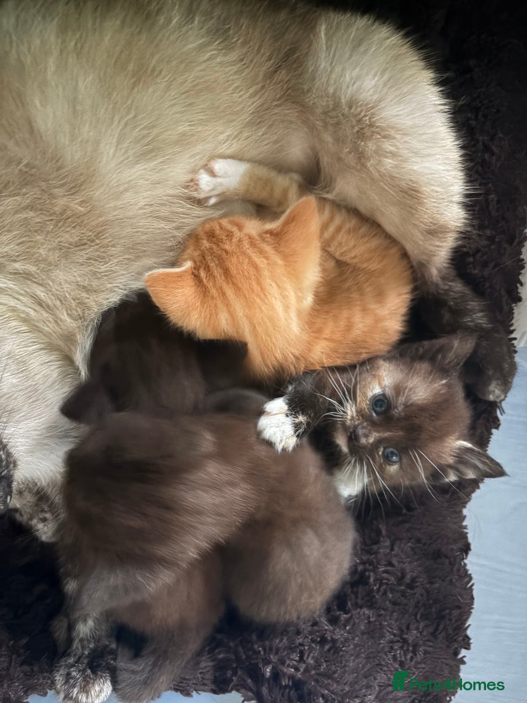 Mixed Breed cats for sale: 3 Stunning Kittens Ready to Go! - Advert 9