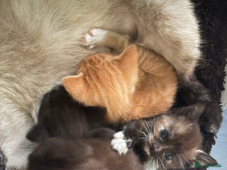 Mixed Breed cats 3 Stunning Kittens Ready to Go! - Advert 5