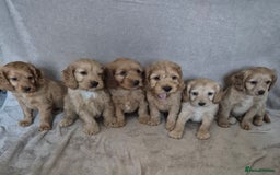 Cockapoo dogs for sale: Cockapoo puppies - Image 16
