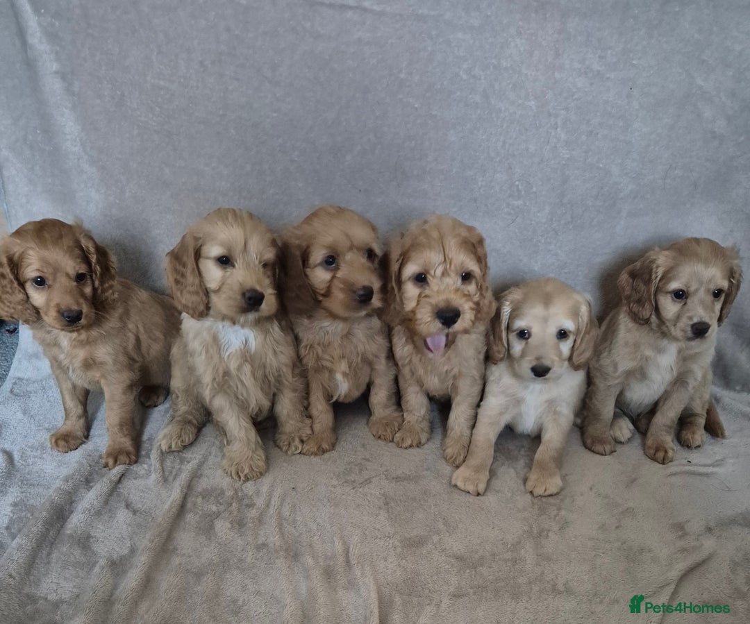 Cockapoo dogs for sale: Cockapoo puppies - Image 16