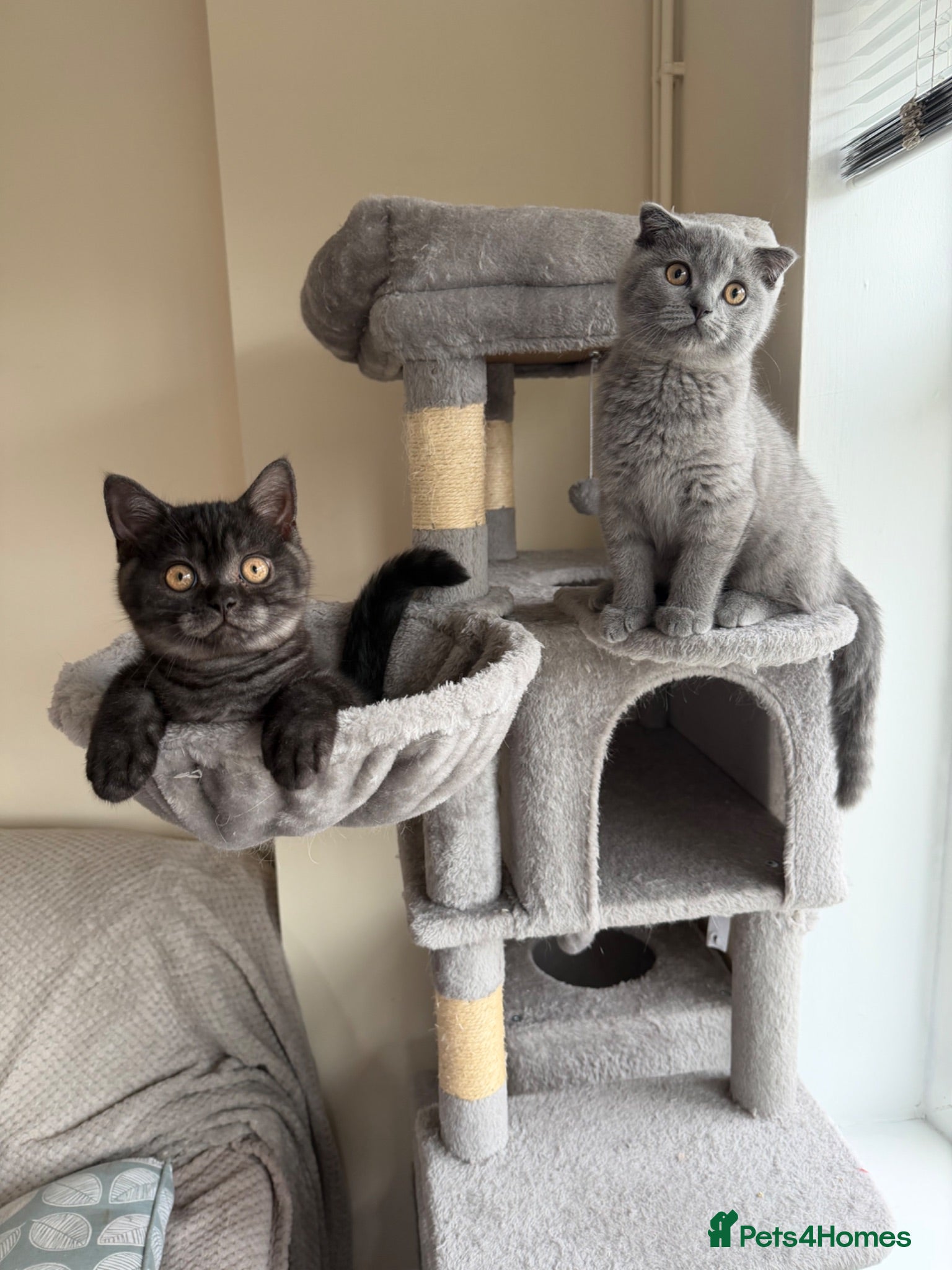 Mixed Breed cats British shorthair and Scottish fold kittens  - Advert 3