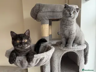 Mixed Breed cats British shorthair and Scottish fold kittens - Advert 5