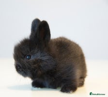 Lionhead rabbits - Advert 1