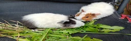 Guinea Pig rodents for sale: Beautiful baby girl piggies  - Advert 8
