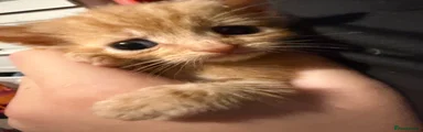 Ginger male kitten