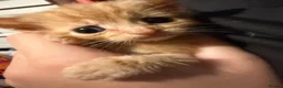 Domestic Shorthair cats for sale: 5 beautiful kittens for sale - Advert 7