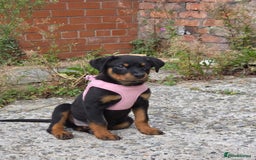 Rottweiler dogs for sale: Rottweiler 14 weeks old - Image 1