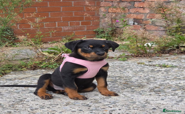 Rottweiler dogs - Advert 2