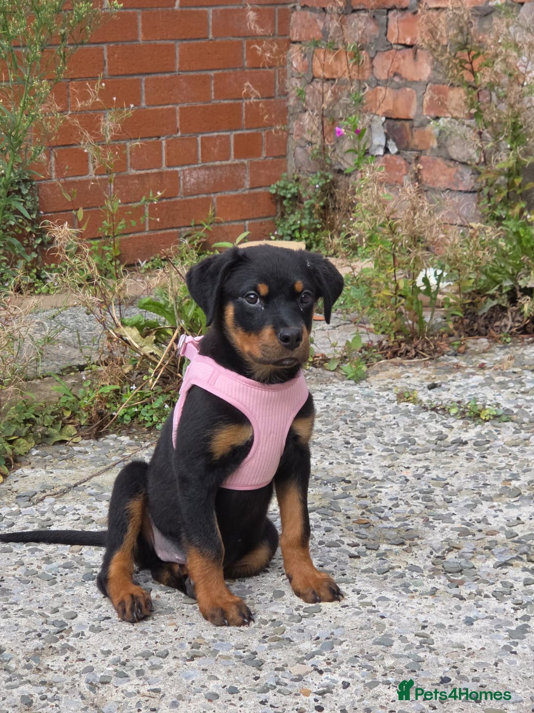 Rottweiler dogs for sale: Rottweiler 14 weeks old - Image 1