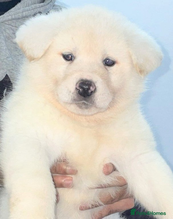 Japanese Akita Inu dogs Japanese Akita Puppies  - Advert 6