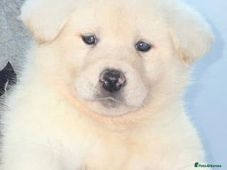 Japanese Akita Inu dogs Japanese Akita Puppies - Advert 6