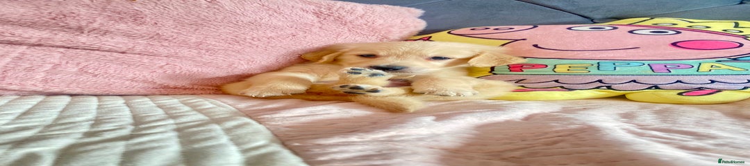 Golden Retriever Puppy 2