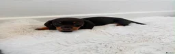 Miniature Dachshund dogs for sale: 3 stunning dachshund puppies  - Advert 7