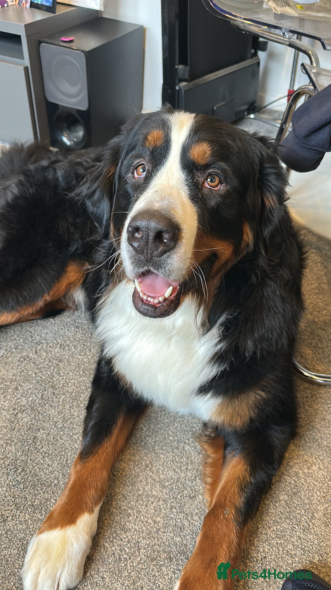 Bernese Mountain Dog dogs for sale: 2 Yr old Bernese - Advert 4