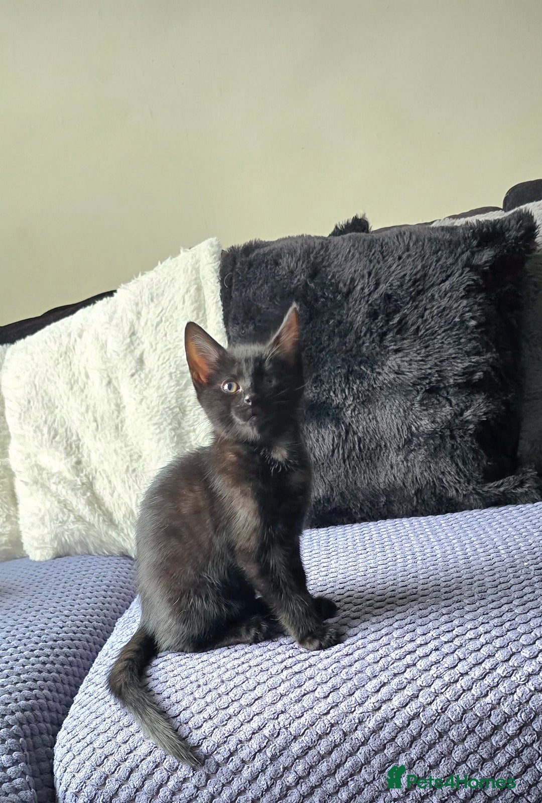 Mixed Breed cats for sale: Three boys looking for forever loving home  - Advert 16