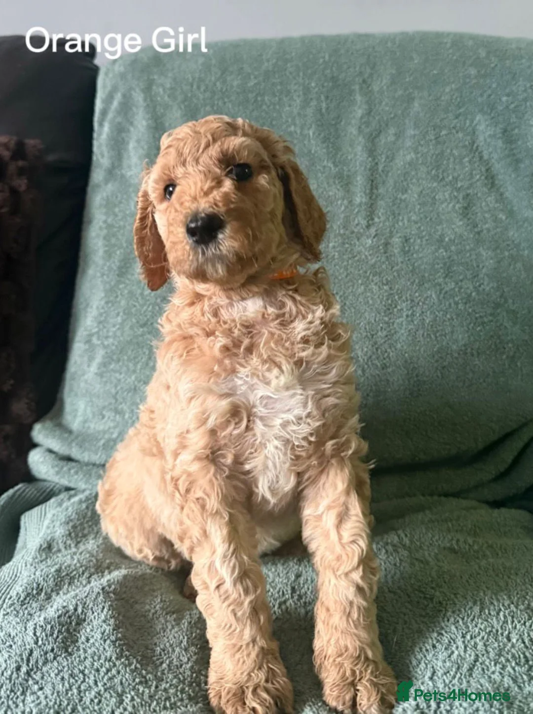 Labradoodle dogs for sale: Stunning Standard Multigen Labradoodles  - Advert 1