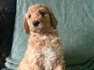 Labradoodle dogs Stunning Standard Multigen Labradoodles - Advert 7