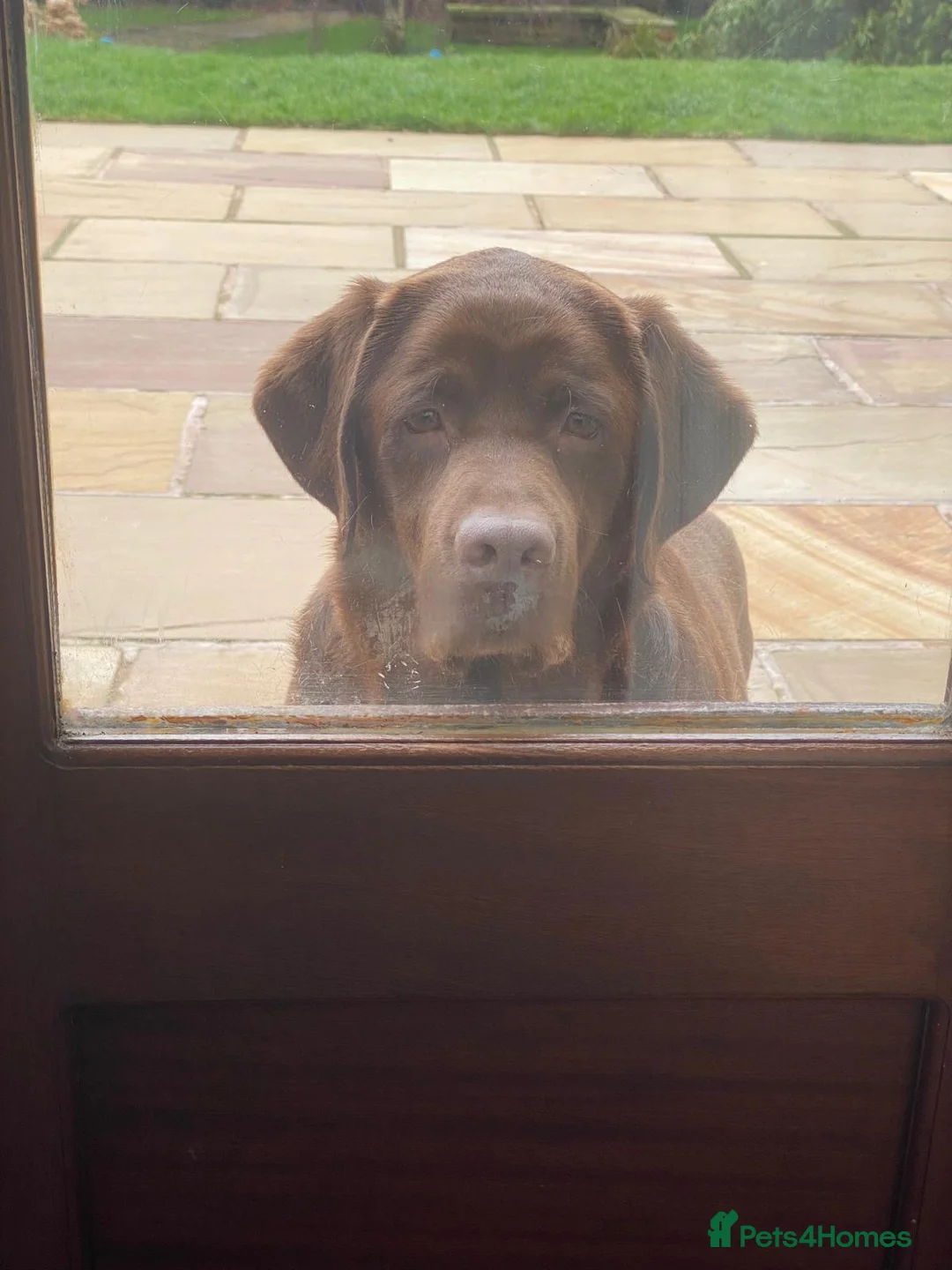 Labrador Retriever dogs for sale: Quality Chocolate Labrador Pups, KC Reg. Ready 7/3 - Advert 9