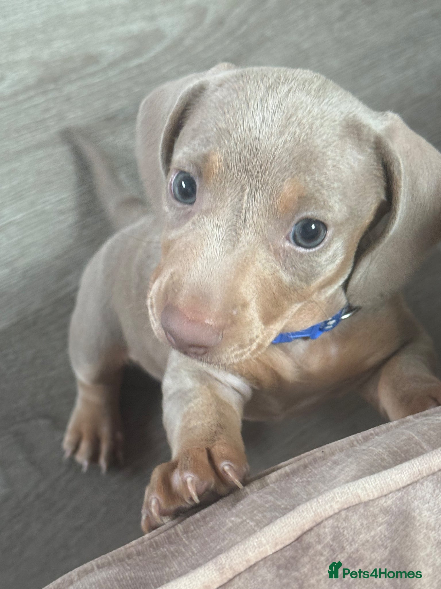 Miniature Dachshund dogs KC Reg Isabella & Tan Mini Dachshund Boy For Sale - Advert 3