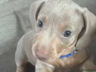 Miniature Dachshund dogs KC Reg Isabella & Tan Mini Dachshund Boy For Sale - Advert 1