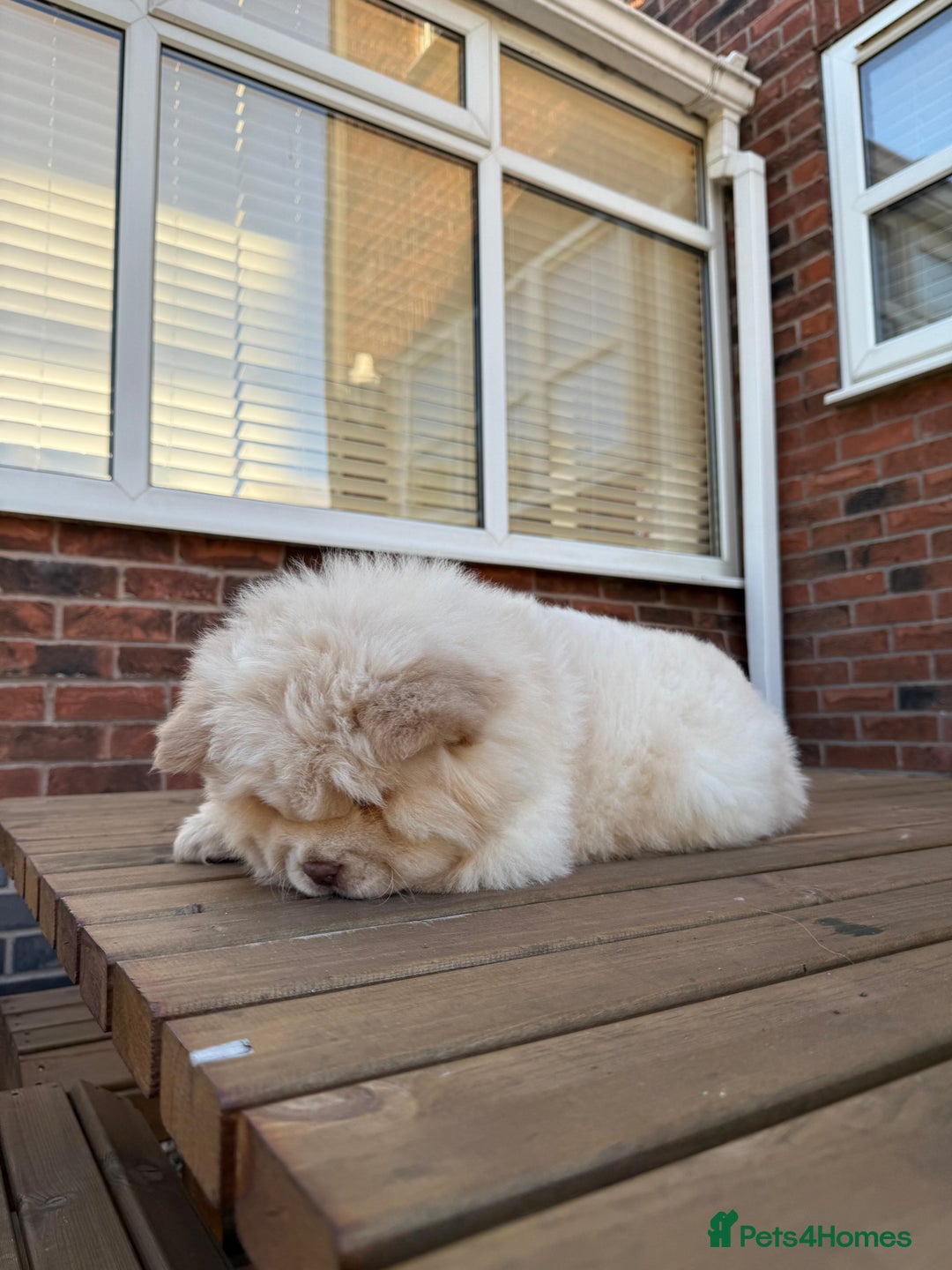Chow Chow dogs for sale: 🧸Chow Chow Puppy Last of a World-Class Litter! 🐾 - Image 4