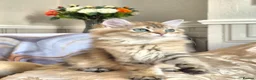 British Longhair cats for sale: British Longhair/Shorthair black golden shaded  - Advert 17