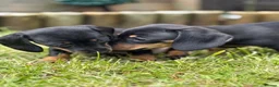 Dachshund dogs for sale: 4 mini dachshund puppies - Advert 4