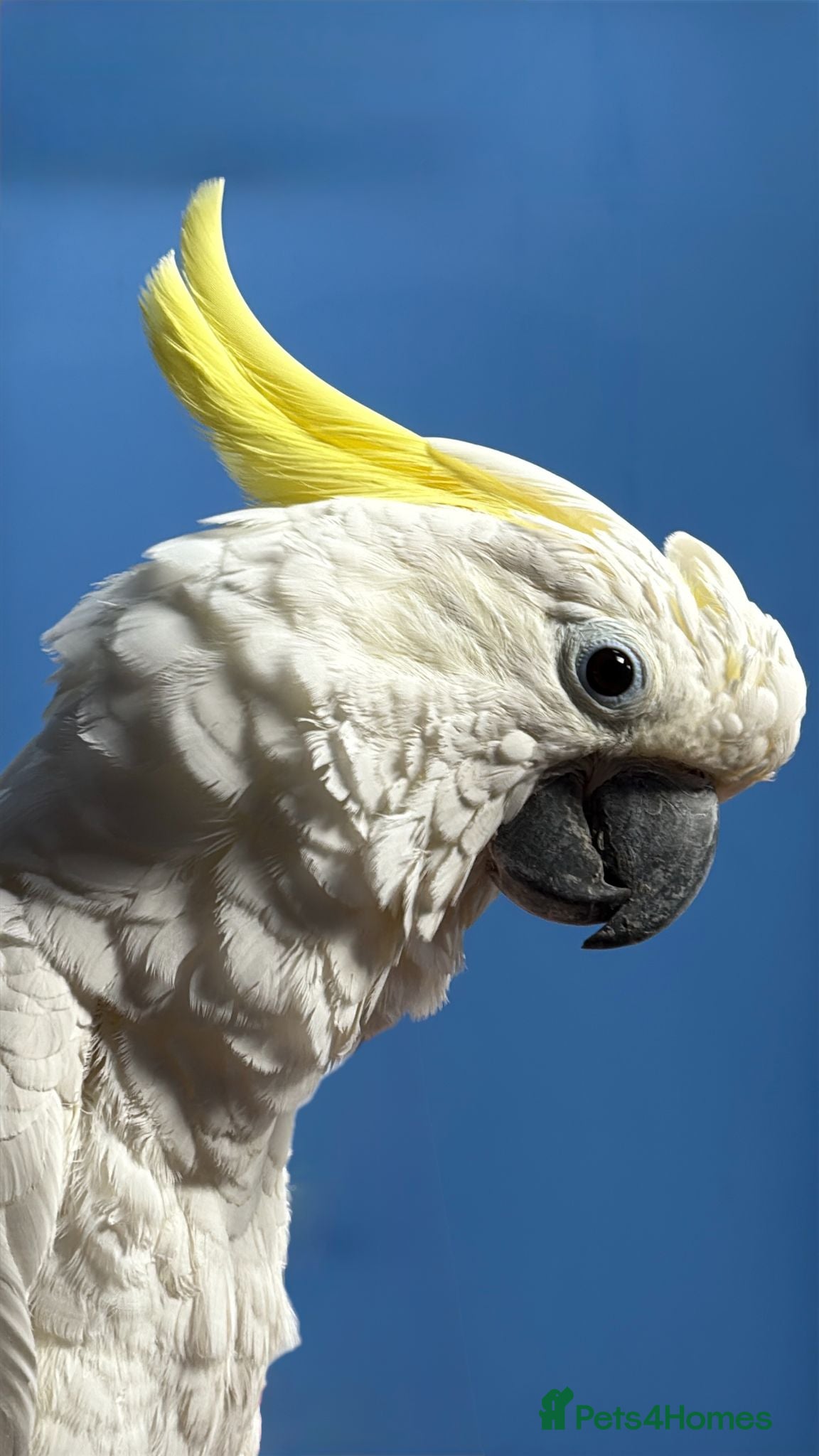 Cockatoo birds for sale: Triton Cockatoo - Beautiful Tame Trained & Social  - Advert 1