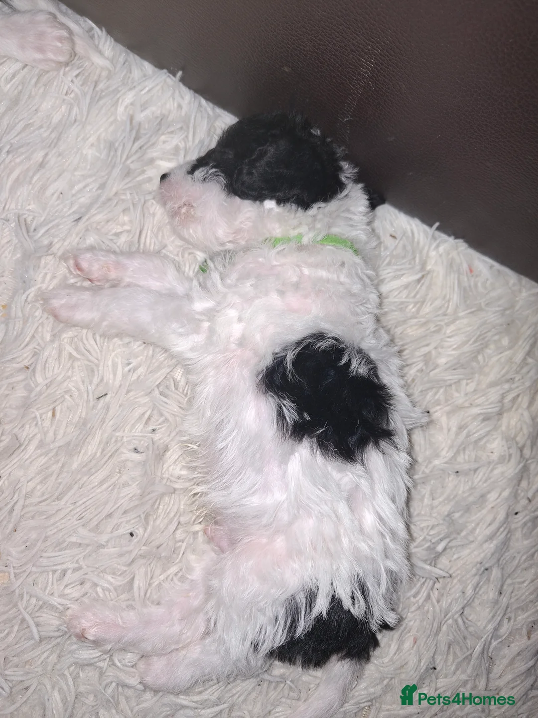 Mixed Breed dogs for sale: Lakeypoo puppies - Advert 2