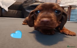 Miniature Dachshund dogs for sale: 2 Beautiful Mini Dachshunds Boys🩵💚 - Image 5