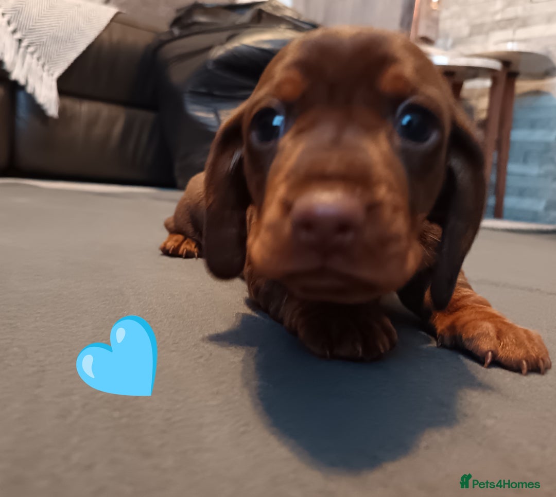 Miniature Dachshund dogs for sale: 2 Beautiful Mini Dachshunds Boys🩵💚 - Image 5