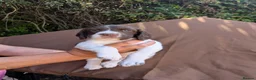English Springer Spaniel dogs for sale: Traditional KC reg English Springer spaniel  - Advert 2