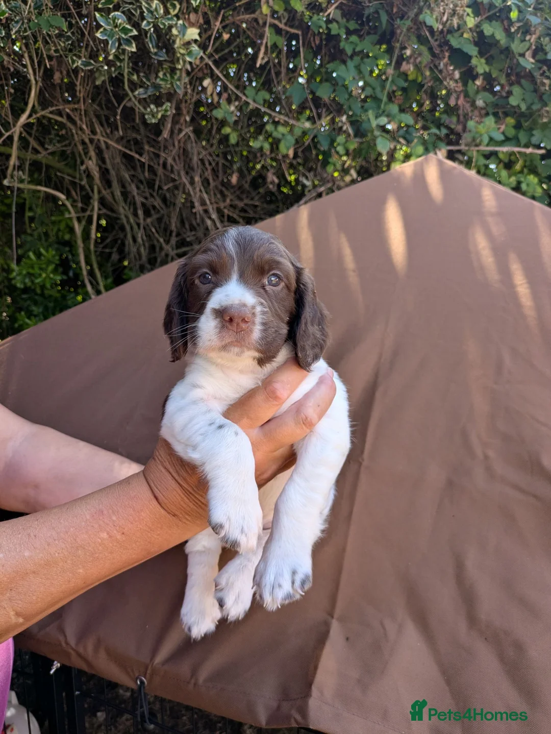 English Springer Spaniel dogs for sale: Traditional KC reg English Springer spaniel  - Advert 2