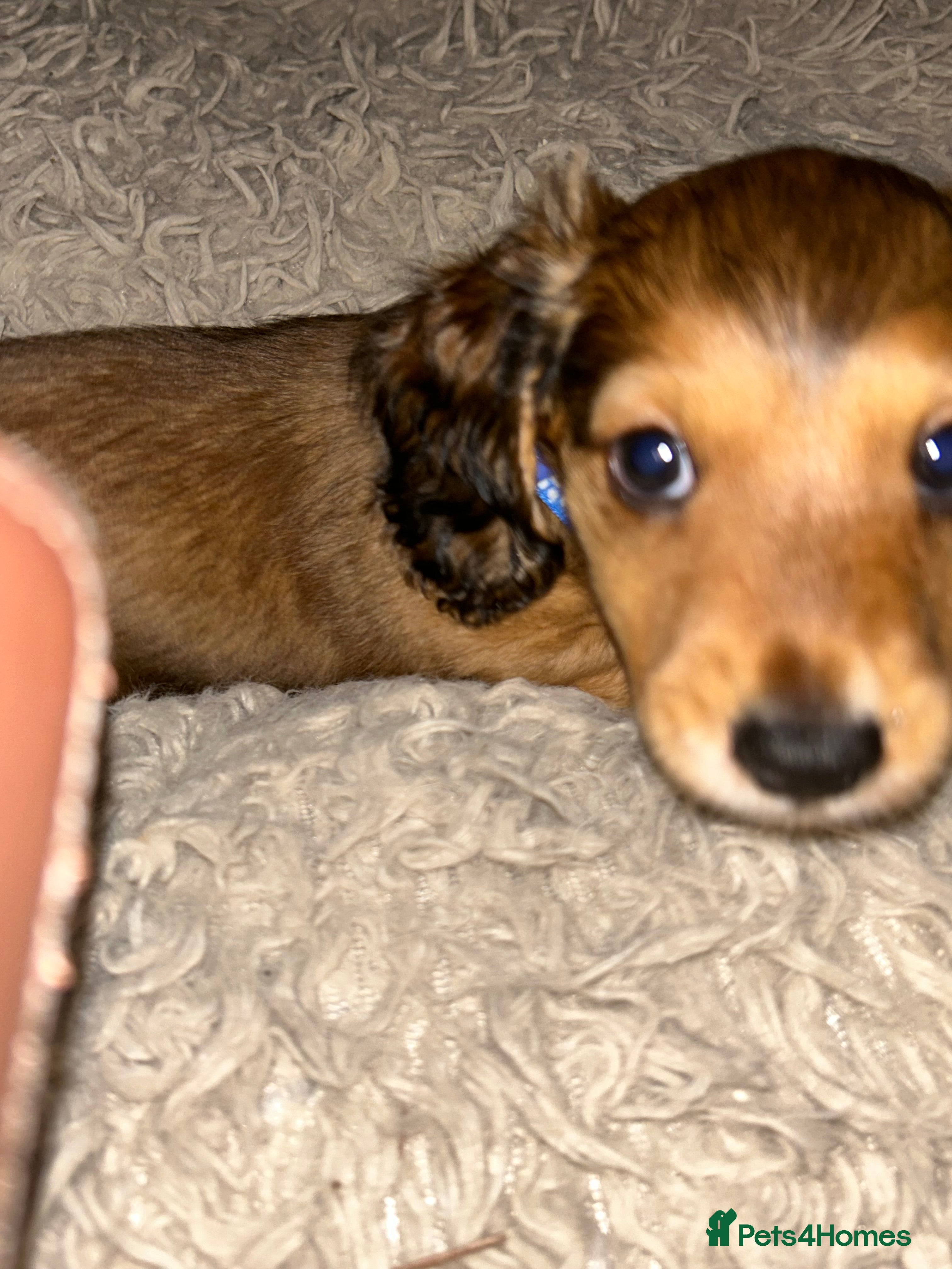 Miniature Dachshund dogs Miniature long haired dachshund  - Advert 14