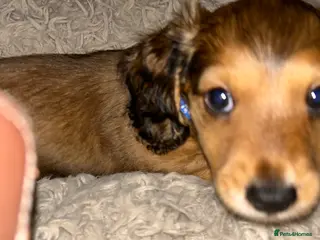 Miniature Dachshund dogs Miniature long haired dachshund - Advert 14