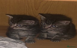 Mixed Breed cats for sale: Have four male kittens for sale  - Image 3