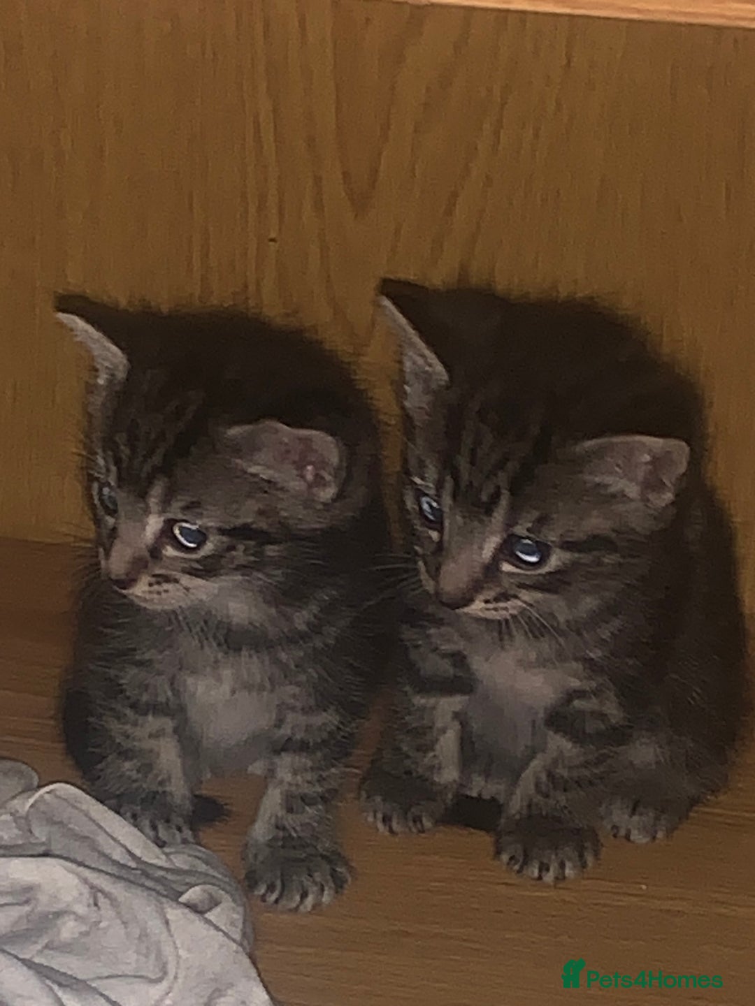 Mixed Breed cats for sale: Have four male kittens for sale  - Image 3