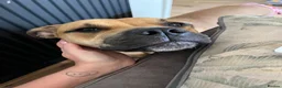 Mixed Breed dogs for sale: 1 year old staffy cross in Leigh - Advert 2
