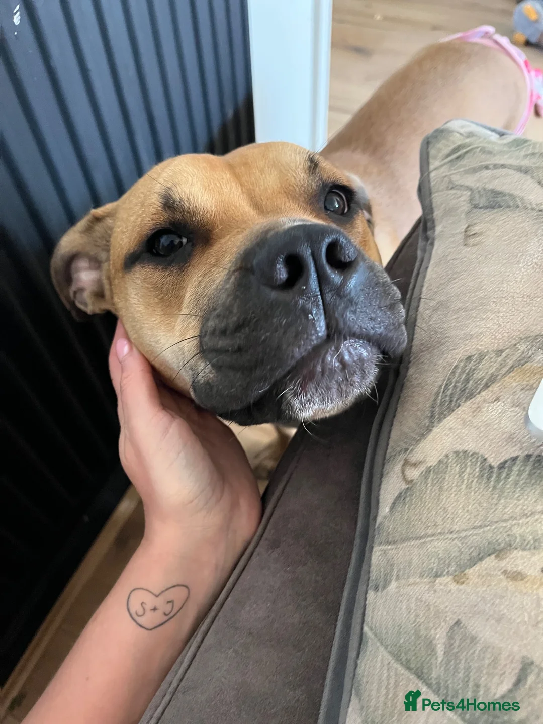 Mixed Breed dogs for sale: 1 year old staffy cross in Leigh - Advert 2