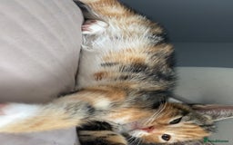 Mixed Breed cats for sale: 🐾 Kittens for Sale – 1 Boy & 1 Girl! 🐾 - Image 5
