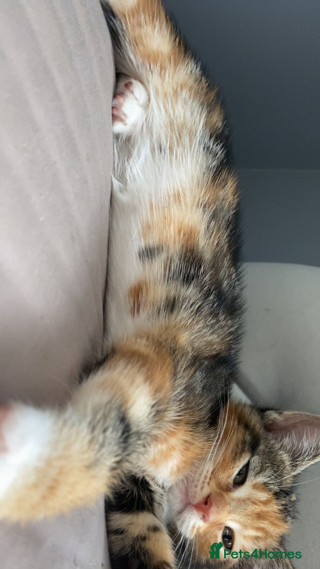 Mixed Breed cats for sale: 🐾 Kittens for Sale – 1 Boy & 1 Girl! 🐾 - Image 5