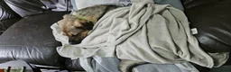 Mixed Breed dogs for adoption: Playful Philly - Advert 1