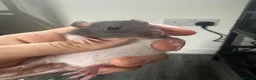 Rat rodents for sale: Baby dwarf rats for sale - Advert 6