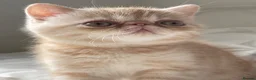 Exotic cats for sale: Gorgeous GCCF reg. kittens from Champions parents  - Advert 7