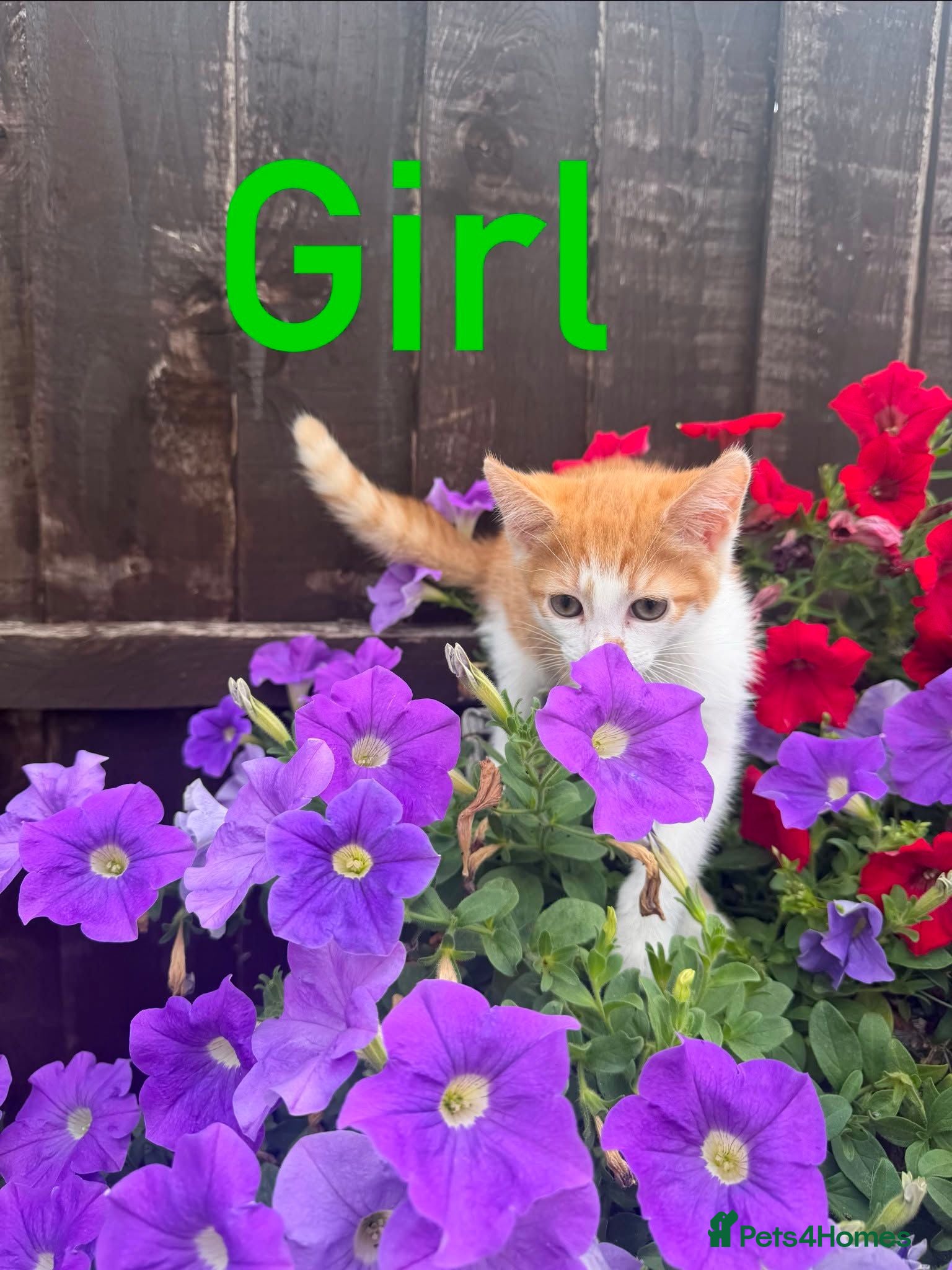 Mixed Breed cats Kittens for Sale😺😻 - Advert 1
