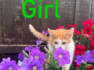 Mixed Breed cats Kittens for Sale😺😻 - Advert 1
